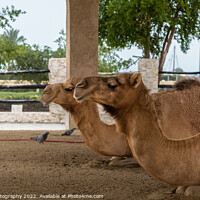 Buy canvas prints of Two camels lying down, resting in doors at Souq Waqif, Doha, Qatar by SnapT Photography
