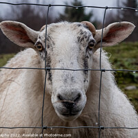 Buy canvas prints of A close up of a Scottish female sheep looking through a wire fence in winter by SnapT Photography