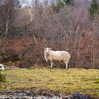 Buy canvas prints of A single sheep standing in a field in winter on a Scottish farm by SnapT Photography