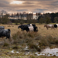 Buy canvas prints of A herd of Belted Galloway cattle moving through a field at sunset in winter by SnapT Photography
