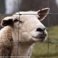 Buy canvas prints of A close up of a Scottish female sheep looking through a wire fence in winter by SnapT Photography