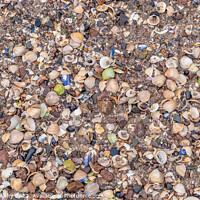 Buy canvas prints of Close up of colourful old shells on a beach of various shapes and sizes by SnapT Photography