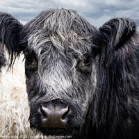 Buy canvas prints of A close up of Belted Galloway Cows face by SnapT Photography