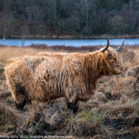 Buy canvas prints of A highland cow with horns standing in a Scottish field in winter by SnapT Photography