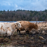 Buy canvas prints of Two highland cows standing in a Scottish field in winter, beside a loch by SnapT Photography