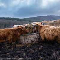 Buy canvas prints of A highland cows feeding on grass from a feedlot in a Scottish field in winter by SnapT Photography