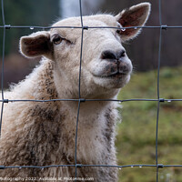 Buy canvas prints of A close up of a Scottish female ewe sheep looking through a wire fence in winter by SnapT Photography