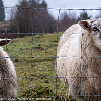 Buy canvas prints of A pair of Scottish female ewe sheep looking through a wire fence in winter by SnapT Photography