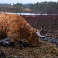 Buy canvas prints of Scottish Highland Cow eating grass in a muddy field in winter at Mossdale by SnapT Photography
