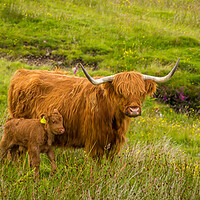 Buy canvas prints of Highland Cow and her calf together in a rough, gre by SnapT Photography