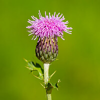 Buy canvas prints of A macro photo of a Scotch thistle by SnapT Photography