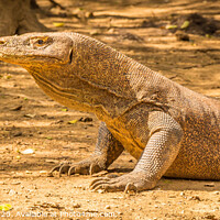 Buy canvas prints of A Komodo Dragon ready to attack in the afternoon sun. by SnapT Photography