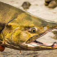 Buy canvas prints of The green head of a Chum salmon with a big kype in the jaw. by SnapT Photography