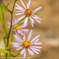 Buy canvas prints of Beautiful close up of a purple 'October skies' daisy flower by SnapT Photography