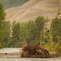 Buy canvas prints of Two eagles resting in a tree at the end of a pool on the Kitimat River, British Columbia, Canada. by SnapT Photography