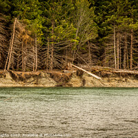 Buy canvas prints of A man hooked into a fish while fly fishing in British Columbia, near Kitimat by SnapT Photography