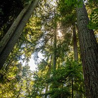 Buy canvas prints of Light shining through the forest canopy of evergreen conifer trees in summer by SnapT Photography