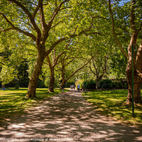 Buy canvas prints of A woodland path in Stanley Park, Vancouver, British Columbia, Canada by SnapT Photography