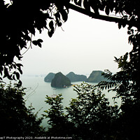 Buy canvas prints of Silhouette of vegetation, with a view of Ha Long Bay. by SnapT Photography