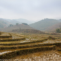 Buy canvas prints of A vietnamese rice terrace on a winters morning in Sapa, Northern Vietnam by SnapT Photography