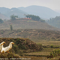 Buy canvas prints of A group or raft of white pecking ducks standing at the edge of a rice terrace by SnapT Photography