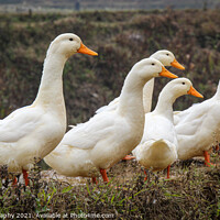 Buy canvas prints of A group or raft of white pecking ducks standing at the edge of a rice terrace by SnapT Photography