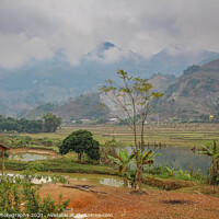 Buy canvas prints of Rice paddy and lake in winter in Sapa, Vietnam by SnapT Photography
