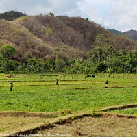 Buy canvas prints of Rice paddy workers in a field near Mawun Beach, Kuta, Lombok by SnapT Photography