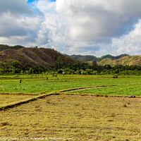 Buy canvas prints of Rice paddy workers in a field near Mawun Beach, Kuta, Lombok by SnapT Photography