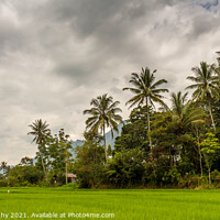 Buy canvas prints of Palm trees and rice paddy on Samosir Island, Lake Toba, Sumatra, Indonesia by SnapT Photography