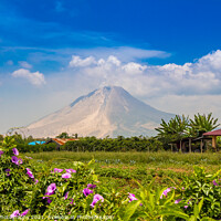 Buy canvas prints of A view of Mount Sinabung over agricultural land in North Sumatra, Indonesia by SnapT Photography
