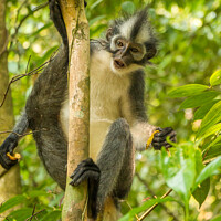 Buy canvas prints of A Thomas Langur, Leaf Monkey, feeding in a tree in Bukit Lawang, Indonesia by SnapT Photography