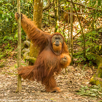 Buy canvas prints of An orangutan in the jungle of Gungung Leuser National Park, Bukit Lawang by SnapT Photography