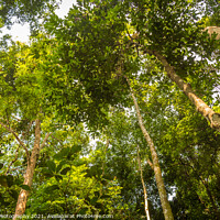 Buy canvas prints of The rainforest canopy in Gunung Leuser National Park, Bukit Lawang, Indonesia by SnapT Photography