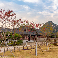 Buy canvas prints of Trees in autumn colours in the grounds of Gyeongbokgung Palace by SnapT Photography