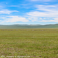 Buy canvas prints of A female mongolian herder, herding cattle on the grassland by horse by SnapT Photography