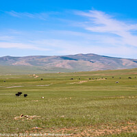 Buy canvas prints of Cattle grazing on a Mongolian grassland steppe by SnapT Photography