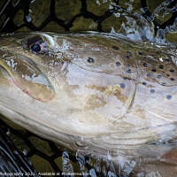 Buy canvas prints of A close up of the head of a Taimen fish, the largest salmon species by SnapT Photography