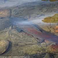 Buy canvas prints of A large taimen trout sitting in a shallow river in Mongolia by SnapT Photography