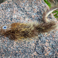 Buy canvas prints of A mouse pattern fly on a rock, used for big trout and taimen fishing by SnapT Photography