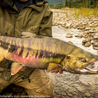 Buy canvas prints of Close up of a large, Chum Salmon with a big kype in the jaw and stripes by SnapT Photography
