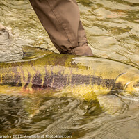 Buy canvas prints of A Chum salmon about to be released back into the river by a fisherman by SnapT Photography