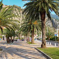Buy canvas prints of Palm tree lined pavement or sidewalk beside the harbour in Kotor, Montenegro by SnapT Photography