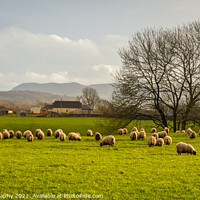 Buy canvas prints of Sheep grazing in a green lowland Scottish field, on a cloudy winter day by SnapT Photography