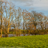 Buy canvas prints of Row of willow and alder trees at the edge of a green field beside a river by SnapT Photography