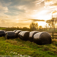 Buy canvas prints of Silage bales beside a wooden fence in a green field, at sunset by SnapT Photography