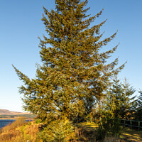 Buy canvas prints of A sitka spruce conifer tree at Clatteringshaws Loch in the winter sun by SnapT Photography