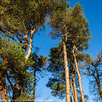 Buy canvas prints of Caledonian pine trees at Clateringshaws Loch and Visitors Centre, Scotland by SnapT Photography