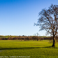 Buy canvas prints of A lone broadleaf tree in an empty green field on a sunny winters day, Scotland by SnapT Photography