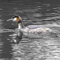 Buy canvas prints of Great Crested Grebe by Philip Skourides
